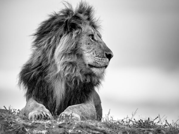 The Lion King