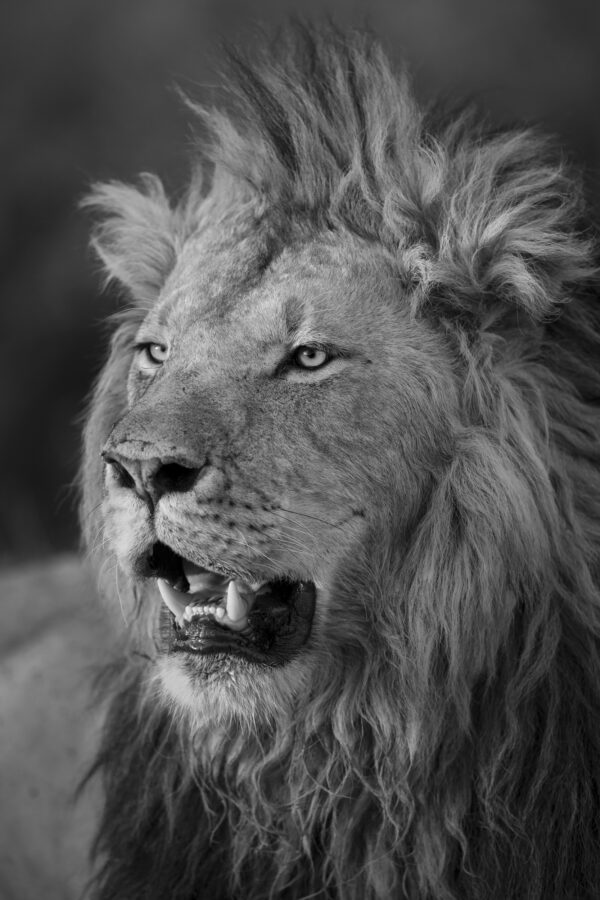 Lost King Nyekundu