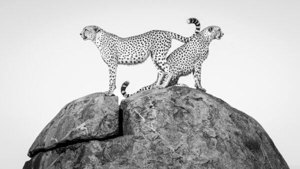 Team Work