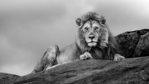 The Ruler