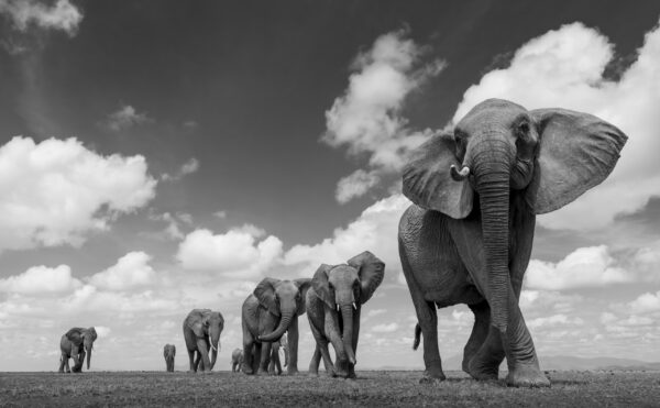 Leading the Way