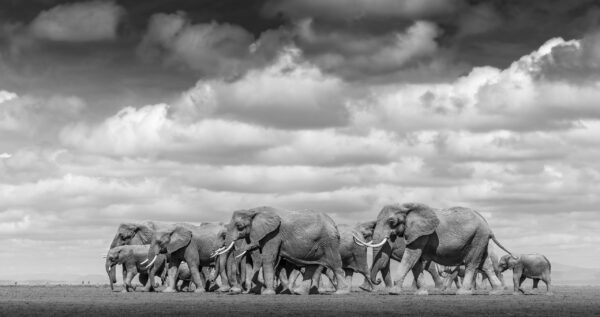 The Herd