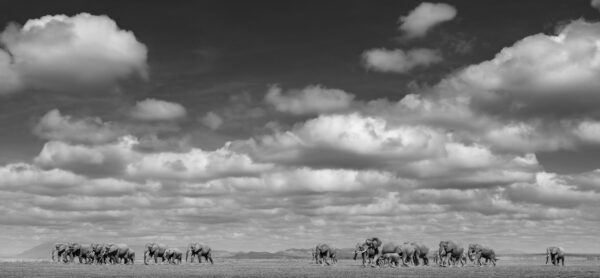 The Herd and the Clouds