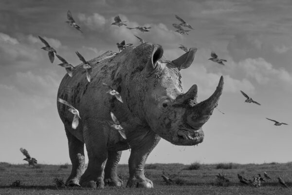 Guardian of the Grasslands