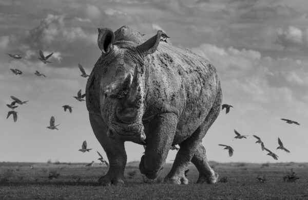 The Rhino and the Birds